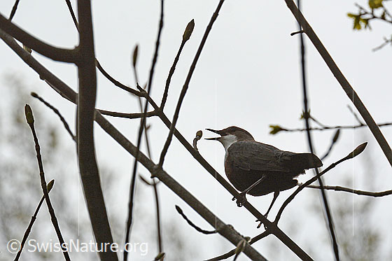 Foto: Singende Wasseramsel (Cinclus cinclus).
Lat.: Cinclus cinclus
Familie: Cinclidae (Wasseramseln)