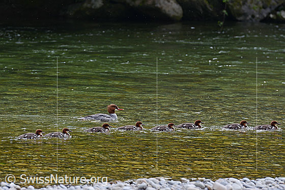 Foto: Junge Gänsesäger (Mergus merganser) sind mit ihrer Mutter unterwegs.
Umgebung: Kleiner Fluss, ca. 560m ü.M.
Lat.: Mergus merganser
Familie: Anatidae (Entenvögel)