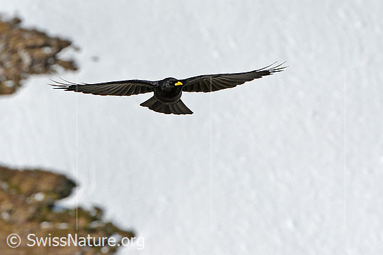 Alpendohle im Flug