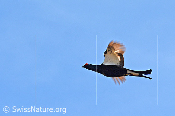 Foto: Birkhahn im Flug