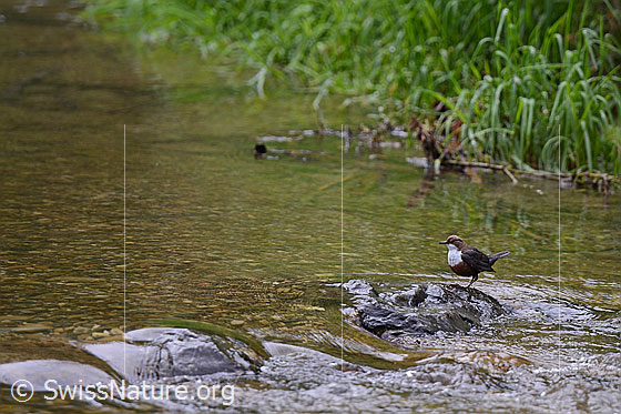 Foto: Wasseramsel (Cinclus cinclus) auf Stein im Bach.
Lat.: Cinclus cinclus
Familie: Cinclidae (Wasseramseln)