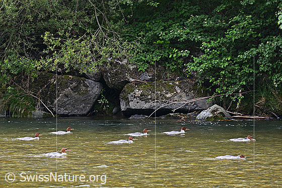Foto: Halbwüchsige Gänsesäger (Mergus merganser) schwimmen vorbei.
Umgebung: Kleiner Fluss, ca. 560m ü.M.
Lat.: Mergus merganser
Familie: Anatidae (Entenvögel)