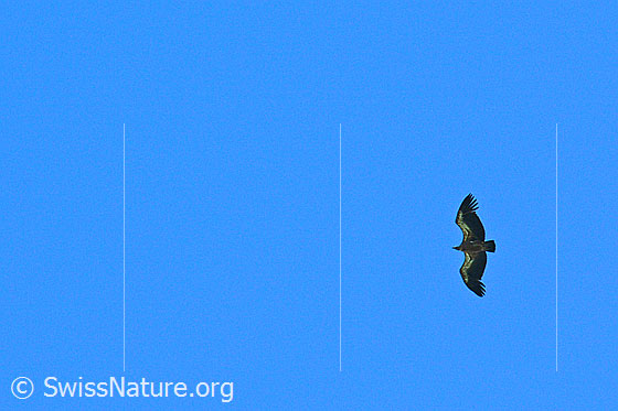 Foto: Gänsegeier (Gyps fulvus) zieht im Gleitflug vorbei.
Umgebung: Voralpengipfel. Höhe ca. 2000 bis 2400m ü.M.
Lat.: Gyps fulvus
Familie: Accipitridae (Habichtartige)