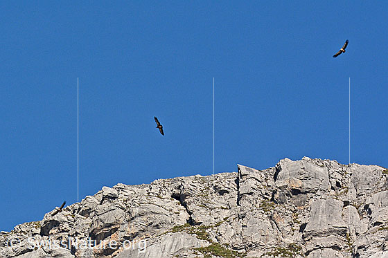 Foto: Gänsegeier (Gyps fulvus) kreisen über einer Felswand. Insgesamt zogen 11 Gänsegeier vorüber und flogen Kreise über einzelnen Voralpengipfeln.
Umgebung: Felswand an Voralpengipfel. Höhe ca. 2400m ü.M.
Lat.: Gyps fulvus
Familie: Accipitridae (Habichtartige)