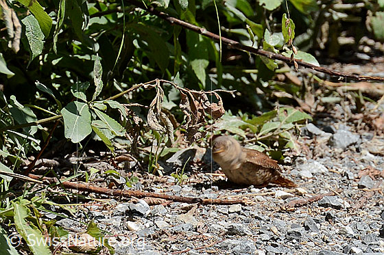 Foto: Zaunkönig (Troglodytes troglodytes) beim Sandbaden am Wegrand.
Lat.: Troglodytes troglodytes
Familie: Troglodytidae (Zaunkönige)
Unterordnung: Passeri (Singvögel)