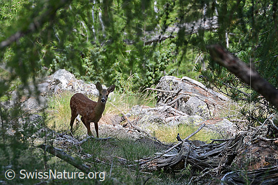 Foto: Rehkitz (Capreolus capreolus) auf Waldlichtung.