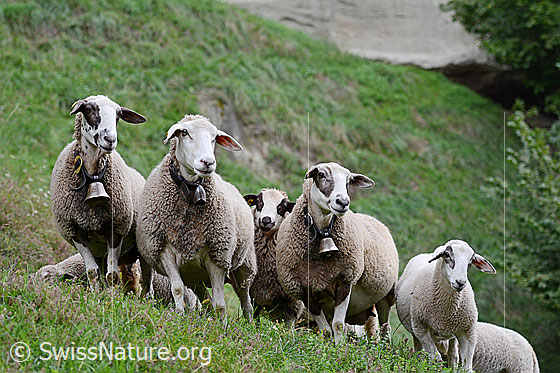 Foto: Kleine Schafeherde mit Hausschafen (Ovis gmelini aries).
Umgebung: Weideland mit flachen und steilen Passagen unterhalb Sandsteinwänden in Waldnähe. Höhe ca. 630m ü.M.
Verhalten: Als wir uns der Weide näherten, kamen uns diese Schafe entgegen. Vielleicht hatten sie ihren Hirten erwartet. Sie verfolgten interessiert, wie wir vorbei wanderten.
Lat.: Ovis gmelini aries
Familie: Bovidae (Hornträger)