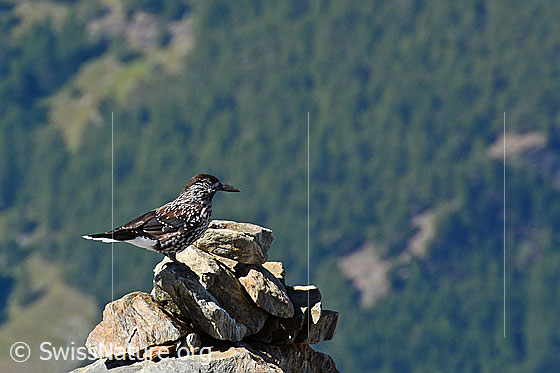 Foto: Tannenhäher auf Steinmann sitzend.
Umgebung: Felsiges Gelände. Höhe: ca. 3200m ü.M.
Lat.: Nucifraga caryocatactes
Familie: Rabenvögel (Corvidae)