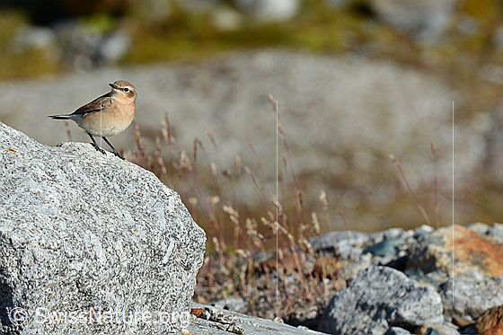 Foto: Steinschmätzer (Oenanthe oenanthe), Jungvogel auf Felsblock.
Die Aufnahme enstand auf einer Höhe von 2600 Meter über Meer in der Nähe eines Gletschers.
Lat.: Oenanthe oenanthe
Familie: Muscicapidae (Fliegenschnäpper)
Unterordnung: Passeriformes (Sperlingsvögel)