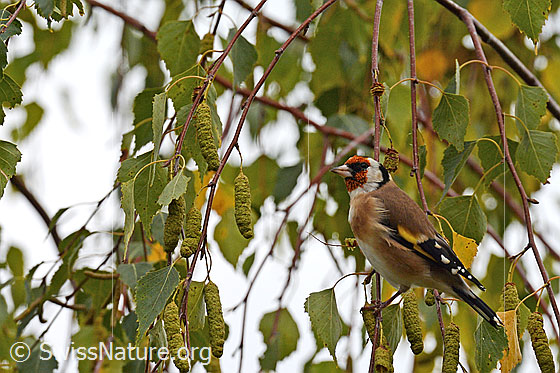 Foto: Distelfink (Carduelis carduelis) in Birke sitzend.