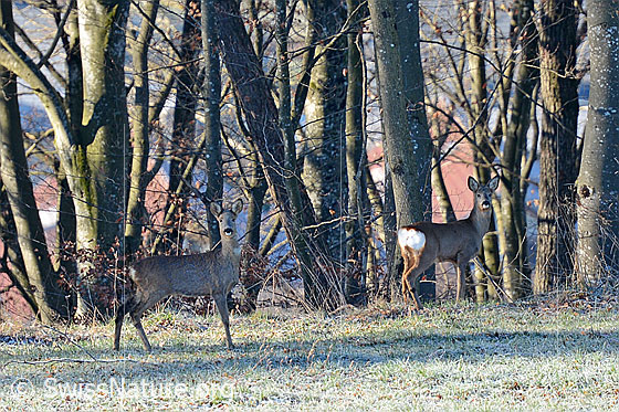 Foto: Rehe (Capreolus capreolus) am Waldrand.