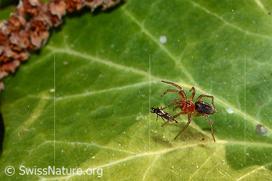 Foto: Körperlänge 2.5 - 4mm.