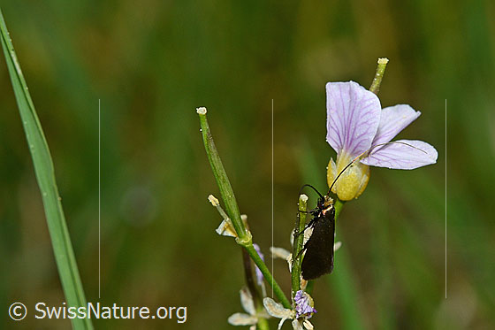 Foto: Wahrscheinlich Grüner Langfühler (Adela reaumurella) an Wiesen-Schaumkraut (Cardamine pratensis). Ansicht von schräg vorne.