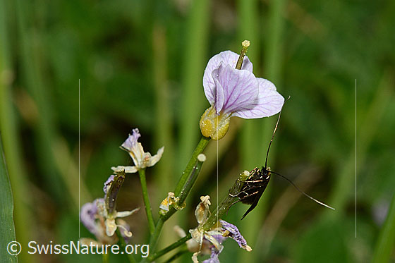 Foto: Wahrscheinlich Grüner Langfühler (Adela reaumurella) an Wiesen-Schaumkraut (Cardamine pratensis). Ansicht von vorne.