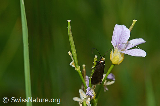 Foto: Wahrscheinlich Grüner Langfühler (Adela reaumurella) an Wiesen-Schaumkraut (Cardamine pratensis). Ansicht von schräg vorne.