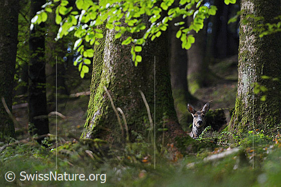 Photo: A female roe deer (Capreolus capreolus) lies in the spring forest.