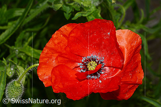 Foto: Klatsch-Mohn (Papaver rhoeas), Blüte.