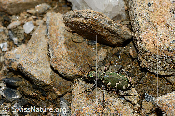 Foto: Gallischer Sandlaufkäfer (Cicindela gallica).
