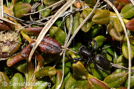Foto: Gebänderte Bodenspringspinne (Phlegra fasciata), Männchen.
Körperlänge: 5-6mm.