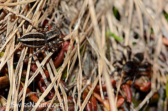 Foto: Gebänderte Bodenspringspinne (Phlegra fasciata), Weibchen links, Männchen rechts im Hintergrund.
Körperlänge: 6-7mm.
