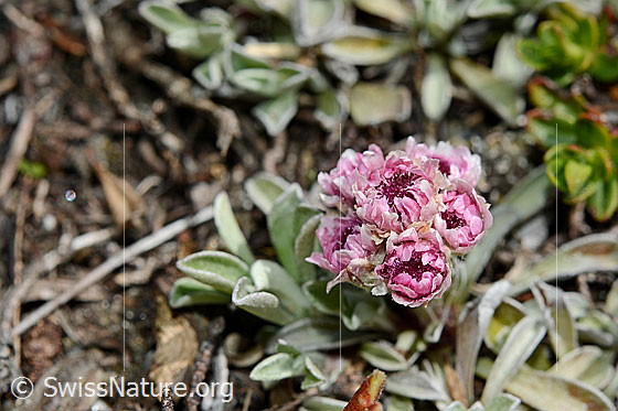 Foto: Gemeines Katzenpfötchen (Antennaria dioica). Blüte und Blätter. Wird auch gewöhnliches Katzenpfötchen genannt.