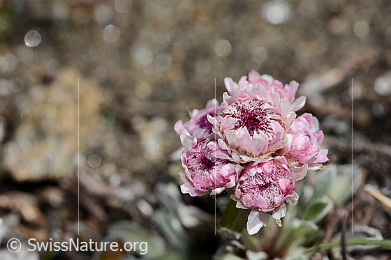 Foto: Gemeines Katzenpfötchen (Antennaria dioica). Blüte.