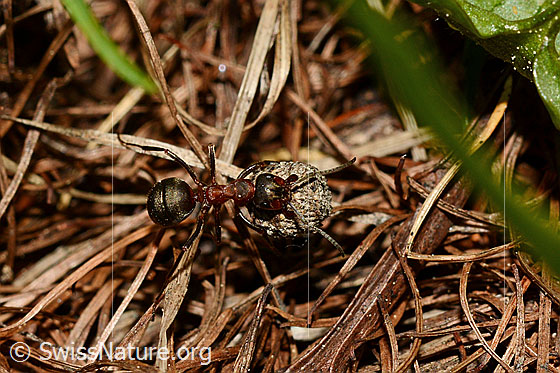 Foto: Wahrscheinlich Starkbeborstete Gebirgswaldameise (Formica lugubris). Länge 4 - 9mm. Unterwegs mit Last auf Waldboden. Ansicht von oben.