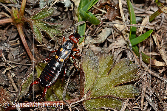 Foto: Zweipunkt-Ohrwurm (Anechura bipunctata) in natürlicher Umgebung.