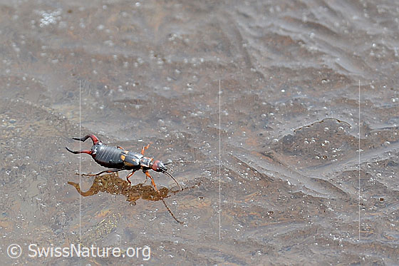 Foto: Zweipunkt-Ohrwurm (Anechura bipunctata) unterwegs auf dünnem Eis.