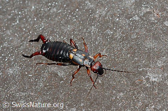 Foto: Ohwurm auf Eis unterwegs. Zweipunkt-Ohrwurm (Anechura bipunctata)