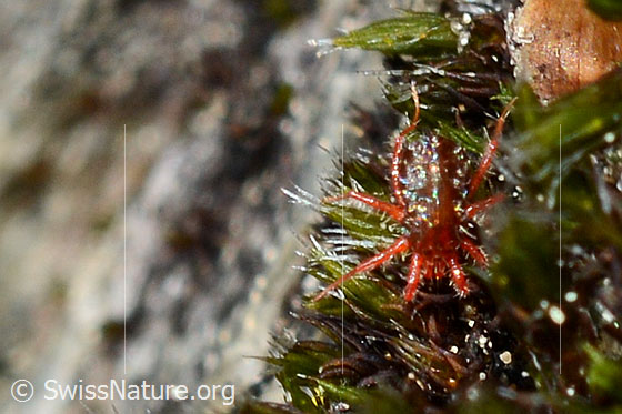 Photo: Phytoseiulus persimilis on the way on moss.