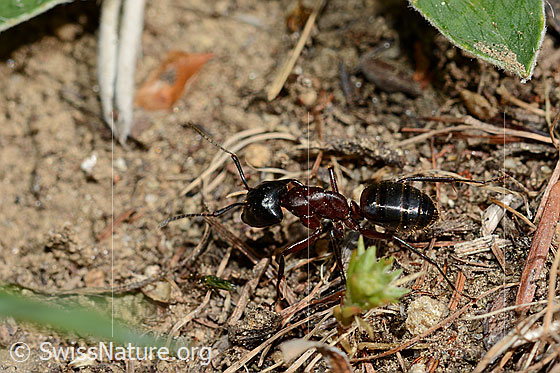 Foto: Braunschwarze Rossameise (Camponotus ligniperda)