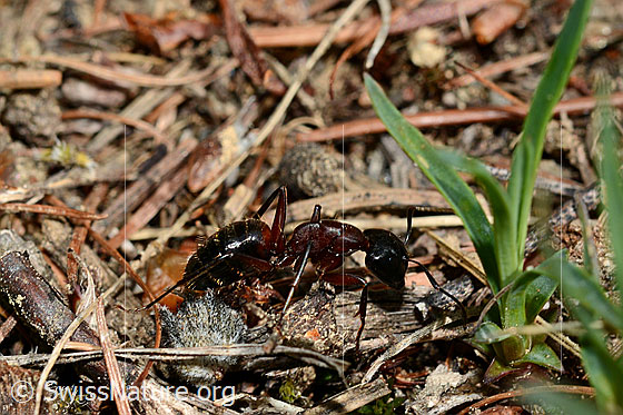 Foto: Braunschwarze Rossameise (Camponotus ligniperda), Ansicht von der Seite.