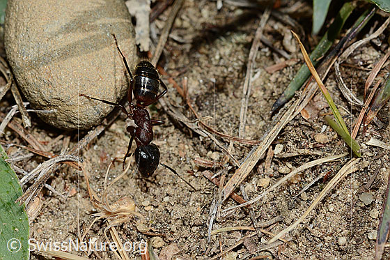 Foto: Braunschwarze Rossameise (Camponotus ligniperda), Ansicht von oben.