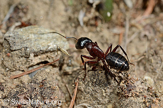 Foto: Braunschwarze Rossameise (Camponotus ligniperda), unterwegs auf sandigem Boden.