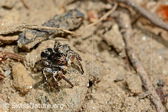 Foto: V-Fleck-Springspinne (Aelurillus v-insignitus). Männchen. Ansicht von schräg vorne.
Körperlänge: 4 - 5mm.