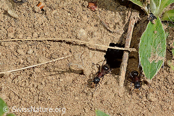Foto: Braunschwarze Rossameisen (Camponotus ligniperda) beim Transport von kleinen Erdkrümel aus den Gängen ihres Baus.