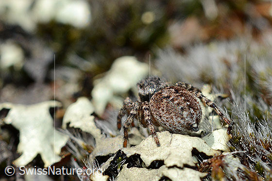 Foto: V-Fleck-Springspinne  (Aelurillus v-insignitus). Weibchen. Ansicht von hinten.
Length: 5 - 7mm.