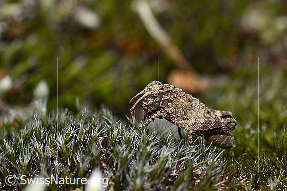Foto: Blauflügelige Ödlandschrecke (Oedipoda caerulescens) auf Moos. Larve, Ansicht von der Seite.