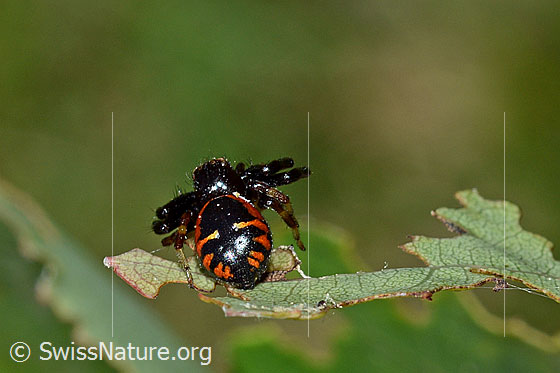 Foto: Südliche Glanz-Krabbenspinne (Synema globosum). Ansicht von hinten/oben.
Körpergrösse: Männchen 3 - 4mm, Weibchen 6 - 8mm.