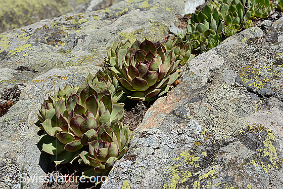 Foto: Echte Hauswurz (Sempervivum tectorum). Rosetten