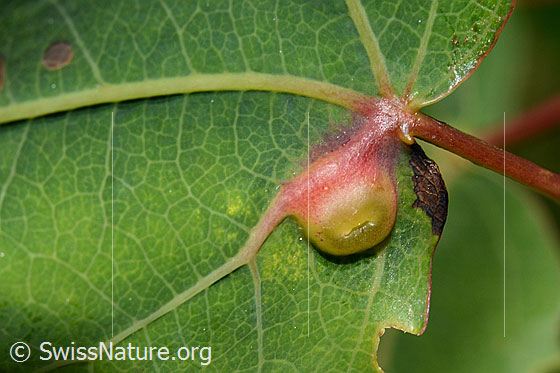 Foto: Galle der Gallmücke Contarinia petolian an Zitterpappel (Populus tremula).