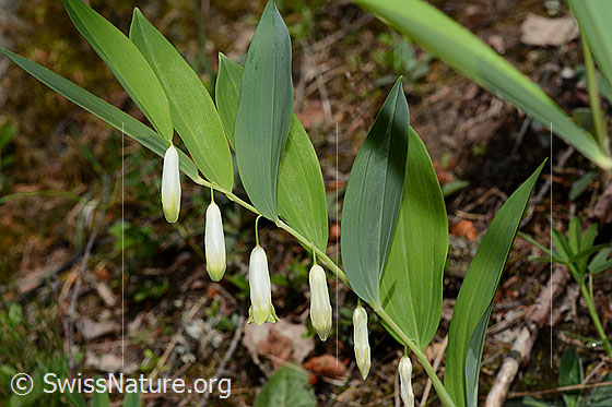 Foto: Echtes Salomonssiegel (Polygonatum odoratum). Blüten