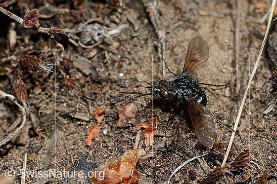 Foto: Schwarzer Wollschweber (Bombylius ater). Ansicht von seitlich oben.