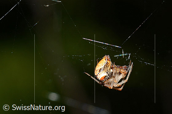 Foto: Spinne im Netz.