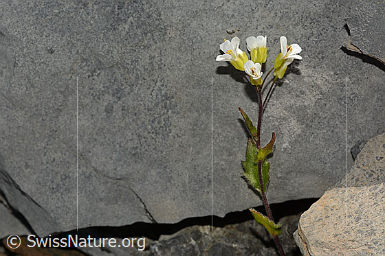 Foto: Wahrscheinlich Alpen-Gänsekresse (Arabis alpina). Stängelblatt und Stängel.