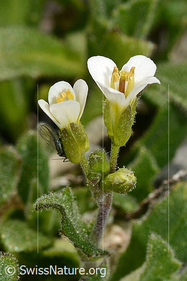 Foto: Alpen-Gänsekresse (Arabis alpina). Blüten, Knospen und Stängel. Insekt.
