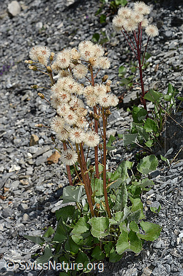 Photo: Petasites paradoxus. Whole plant (habit). Flowers faded.