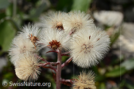 Photo: Petasites paradoxus. Flowers faded.