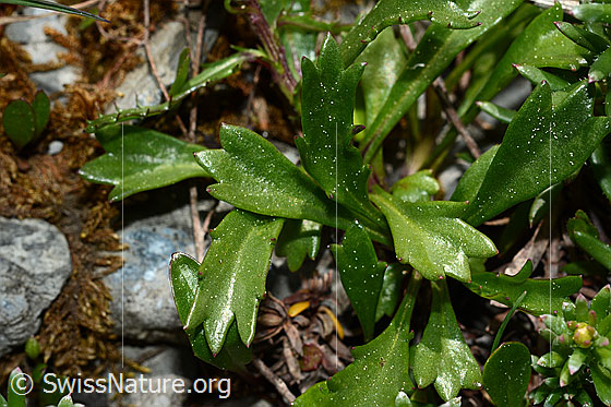 Photo: Probably Leucanthemopsis halleri. Leaves.